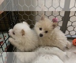 Small Photo #13 Pomeranian Puppy For Sale in CORONA, CA, USA