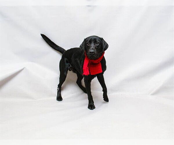 Medium Photo #1 Labrador Retriever Puppy For Sale in Sanford, FL, USA