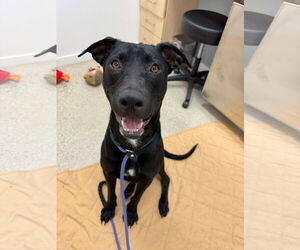 Labrador Retriever Mix Dog for Adoption in San Diego, California USA