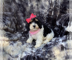 Cavapoo Puppy for sale in CAMPBELLSVILLE, KY, USA