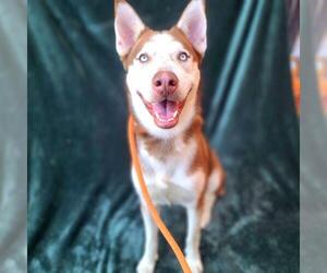 Siberian Husky Dogs for adoption in Long Beach, CA, USA