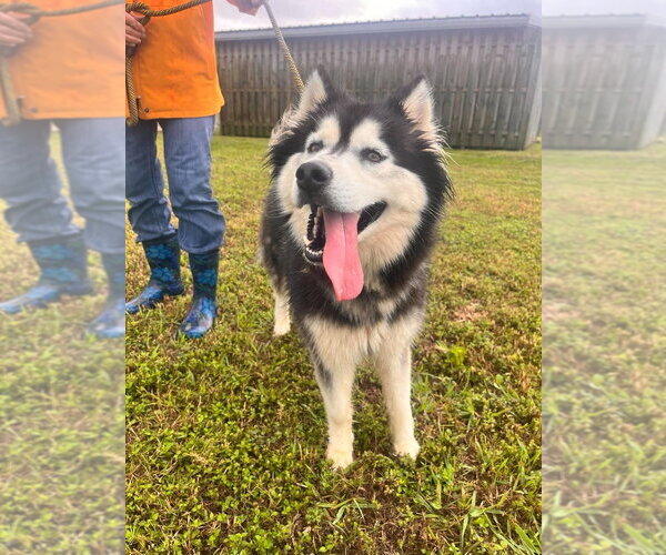 Medium Photo #2 Alaskan Malamute-Unknown Mix Puppy For Sale in Abbeville, LA, USA