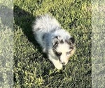 Small #22 Shetland Sheepdog