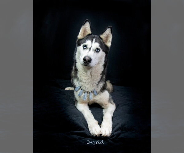 Medium Photo #2 Siberian Husky Puppy For Sale in Hot Springs Village, AR, USA