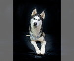 Small #1 Siberian Husky