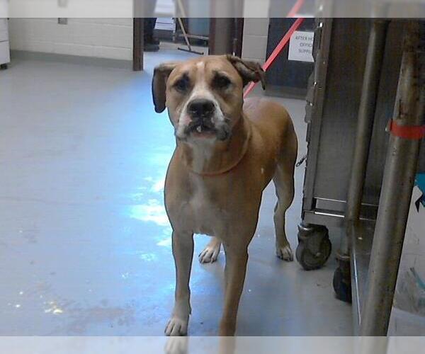 Medium Photo #1 Boxer-Unknown Mix Puppy For Sale in Fayetteville, NC, USA