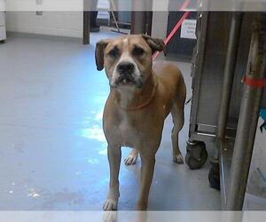 Medium Boxer Mix