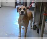 Small Boxer Mix