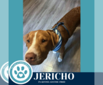 Small #2 American Pit Bull Terrier-Labrador Retriever Mix