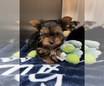 Small Photo #2 Yorkshire Terrier Puppy For Sale in VALRICO, FL, USA