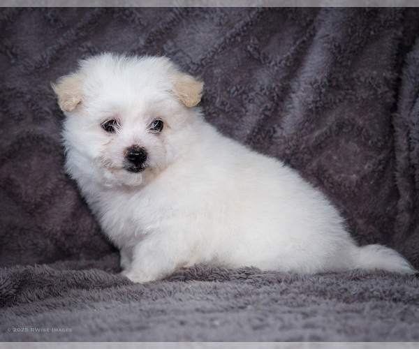 Medium Photo #19 Bichon Frise Puppy For Sale in WAKARUSA, IN, USA