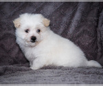 Small #8 Bichon Frise