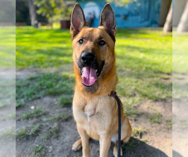 Medium Photo #1 German Shepherd Dog Puppy For Sale in Long Beach, CA, USA