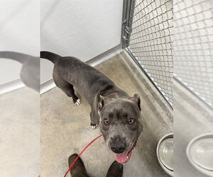 Mutt Dogs for adoption in Temple, TX, USA