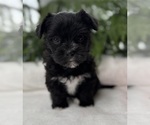 Small #3 Morkie