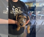 Small Photo #13 Airedale Terrier Puppy For Sale in FLAGSTAFF, AZ, USA