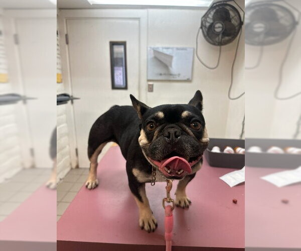 Medium Photo #1 French Bulldog Puppy For Sale in Santa Barbara, CA, USA