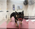 Small French Bulldog
