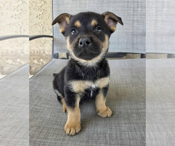 Medium Photo #3 Mutt Puppy For Sale in Corona, CA, USA