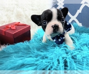 French Bulldog Puppy for sale in CARTHAGE, TX, USA