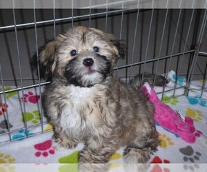 Havanese Puppy for sale in ORO VALLEY, AZ, USA