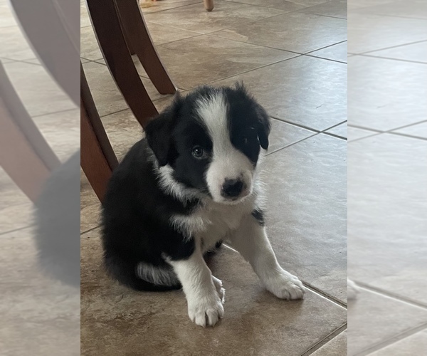 Medium Photo #2 Border Collie Puppy For Sale in HAVELOCK, NC, USA