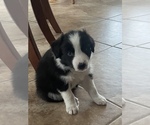 Small Photo #2 Border Collie Puppy For Sale in HAVELOCK, NC, USA