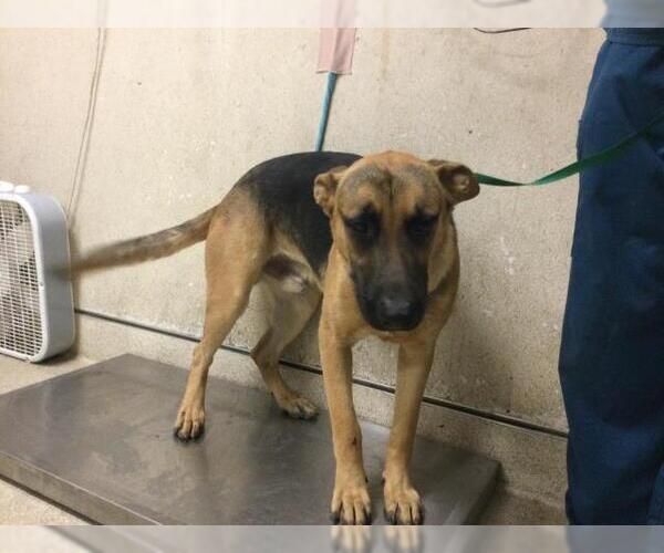 Medium Photo #1 German Shepherd Dog Puppy For Sale in Riverside, CA, USA