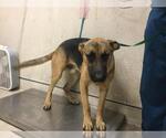 Small German Shepherd Dog