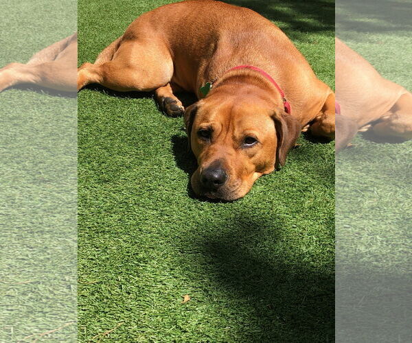 Medium Photo #35 Labrador Retriever-Unknown Mix Puppy For Sale in Pompano Beach , FL, USA