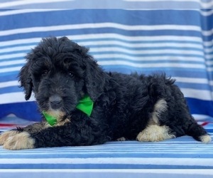 Bernedoodle Puppy for sale in LANCASTER, PA, USA