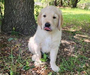 English Cream Golden Retriever Puppy for sale in HIGH SPRINGS, FL, USA