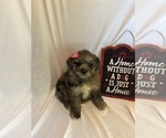 Small Photo #5 Aussiedoodle Miniature  Puppy For Sale in INDIANAPOLIS, IN, USA