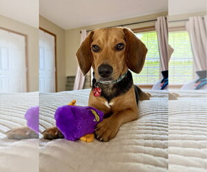 Beagle Dogs for adoption in St. Louis Park, MN, USA