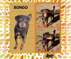 Doxie-Pin Dogs for adoption in Lindsay, CA, USA