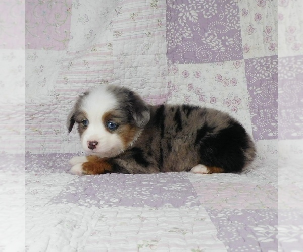 Medium Photo #3 Miniature Australian Shepherd Puppy For Sale in HARRISON, OH, USA