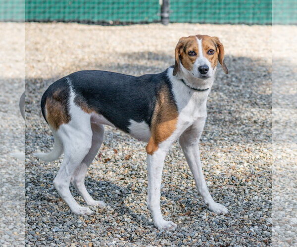 Medium Photo #5 Mutt Puppy For Sale in Hilton Head, SC, USA