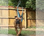 Small #30 Boxer Mix