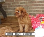 Small #3 Cavapoo
