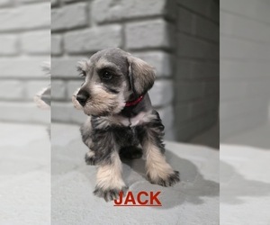 Medium Schnauzer (Miniature)