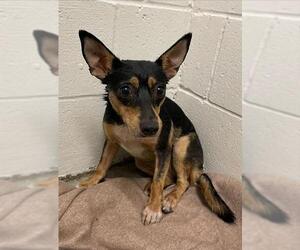 Chipin Dogs for adoption in Rosenberg, TX, USA