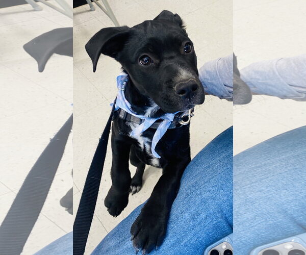 Medium Photo #9 Mutt Puppy For Sale in Holly Springs, NC, USA