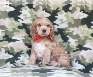 Cocker Spaniel Puppy for sale in LAKELAND, FL, USA