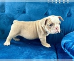 Small Photo #3 English Bulldog Puppy For Sale in ATHERTON, CA, USA