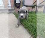 Puppy Puppy 4 Cane Corso
