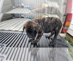 Small Photo #10 Mastiff Puppy For Sale in PARIS, IL, USA