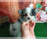 Small Photo #1 Pomeranian Puppy For Sale in CARTHAGE, TX, USA
