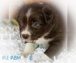 Small Photo #6 Australian Shepherd Puppy For Sale in DANVILLE, PA, USA