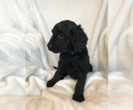 Small Photo #3 Goldendoodle Puppy For Sale in LADYSMITH, WI, USA