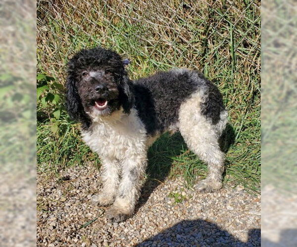 Medium Photo #1 Poodle (Miniature) Puppy For Sale in Lake City, MI, USA